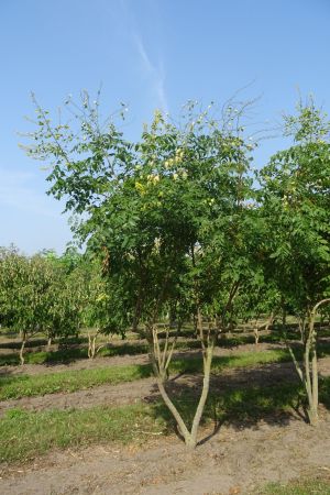 Koelreuteria-paniculata-meerstam-250-300