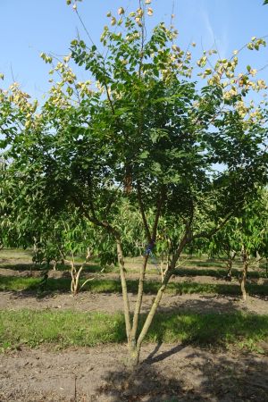 Koelreuteria-paniculata-meerstam-300-350