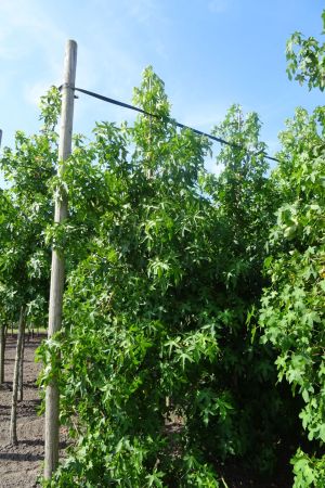 Liquidambar-styraciflua-geveerd-14-16-18