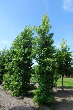 Liquidambar-styraciflua-geveerd-18-20-25