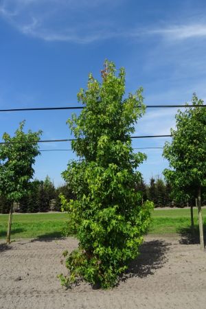 Liquidambar-styraciflua-geveerd-20-25-30-2