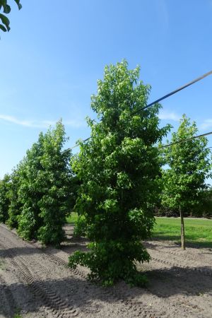 Liquidambar-styraciflua-geveerd-20-25-30