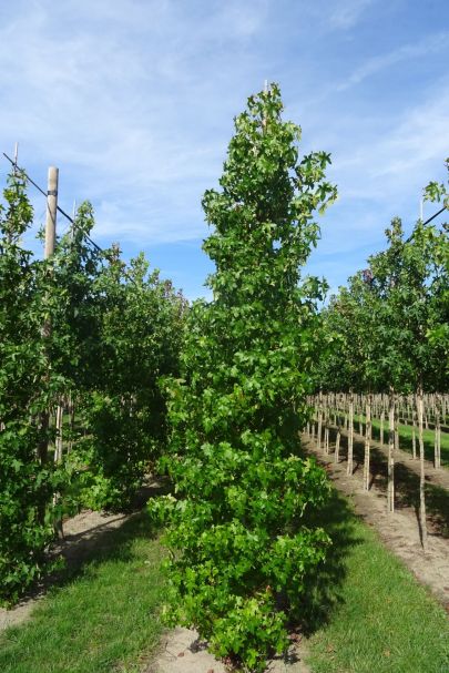 Liquidambar styraciflua GEV