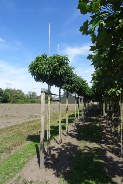 Liquidambar styraciflua 'Gum Ball' BVER