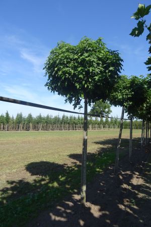 Liquidambar-s-Gumball-225cm-14-18