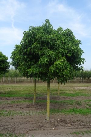 Liquidambar-s-Gumball-bver-225cm-25-35