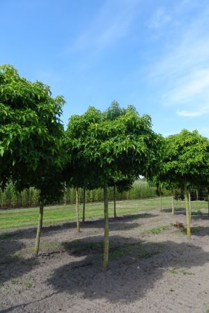 Liquidambar-s-Gumball-bver-225cm-18-20-25