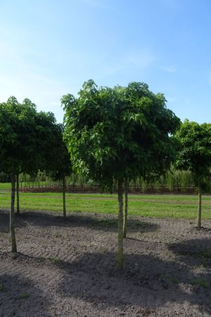 Liquidambar-s-Gumball-bver-225cm-18-20-25