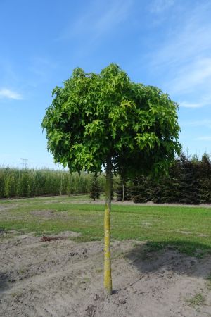 Liquidambar-s-Gumball-bver-225cm-20-25-30