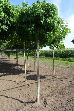 Liquidambar-s-bver-Gum-Ball-250cm-12-14-16