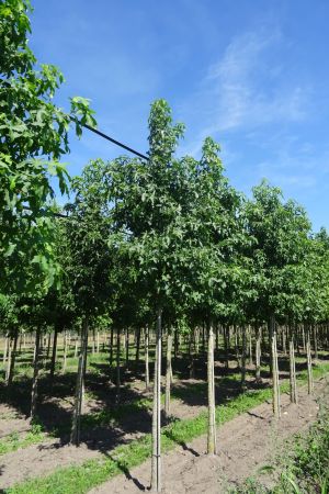 1_Liquidambar-styraciflua-ho-14-18