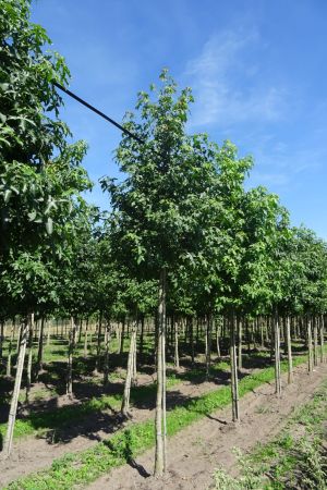 1_Liquidambar-styraciflua-ho-16-20