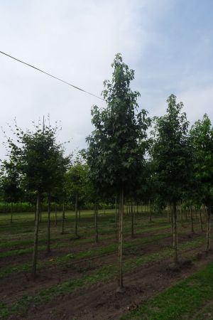 1_Liquidambar-styraciflua-ho-18-25