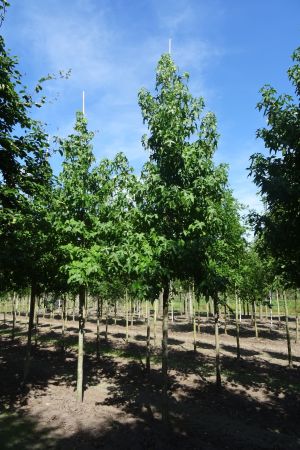 2_Liquidambar-styraciflua-ho-18-25