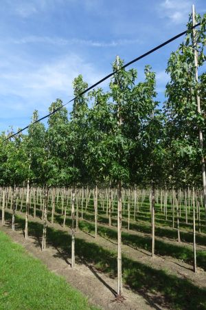 Liquidambar-styraciflua-ho-12-16-2