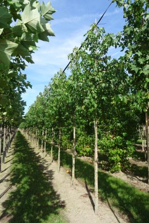 Liquidambar-styraciflua-ho-12-16