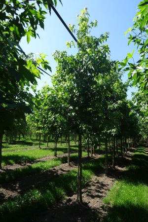 Liquidambar-styraciflua-ho-14-1-2
