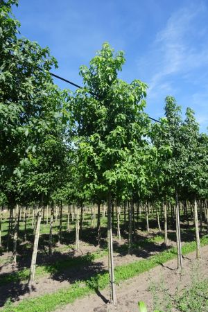 Liquidambar-styraciflua-ho-14-18-2