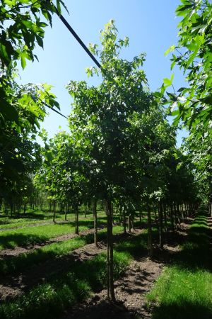 Liquidambar-styraciflua-ho-14-18