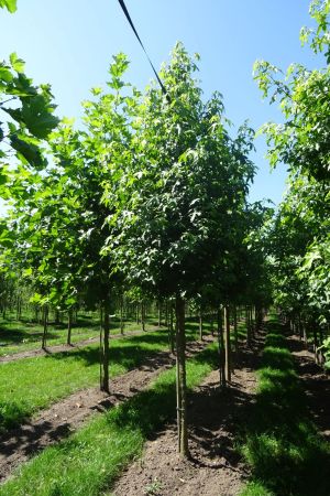 Liquidambar-styraciflua-ho-16-20
