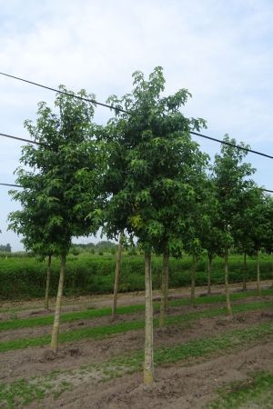 Liquidambar-styraciflua-ho-18-25-2