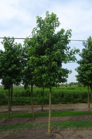 Liquidambar-styraciflua-ho-18-25