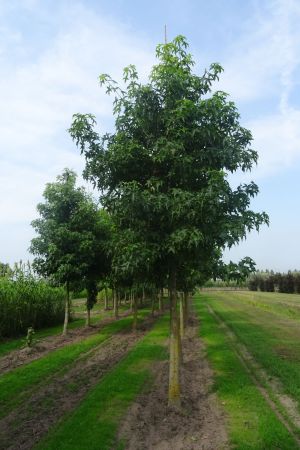 Liquidambar-styraciflua-ho-2