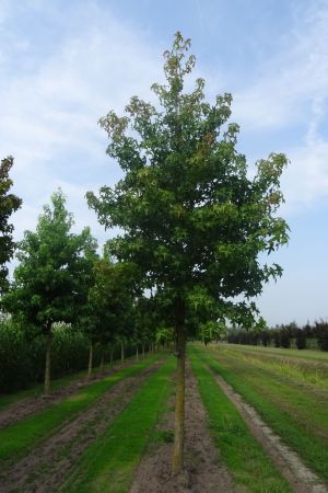 Liquidambar-styraciflua-ho-20-30