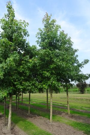 Liquidambar-styraciflua-ho
