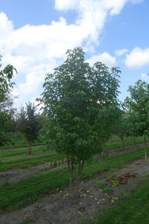 Liquidambar-styraciflua-meerstam-200-250-2