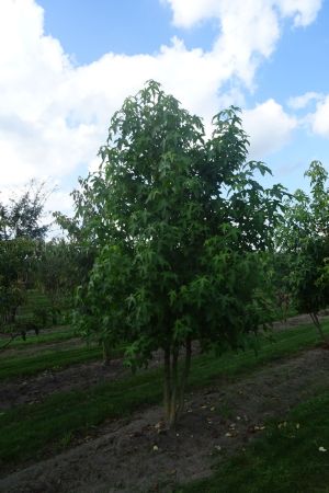 Liquidambar-styracilfua-meerstam-250-300