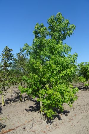 Liquidambar-styracilfua-meerstam-300-350