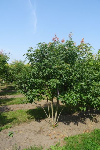 Liquidambar styraciflua MRSTAM