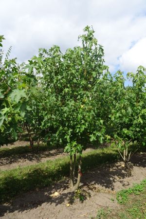 Liquidambar-styraciflua-meerstam-200-250