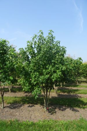 Liquidambar-styraciflua-meerstam-250-300-2