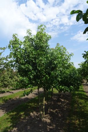Liquidambar-styraciflua-meerstam-300-350-2