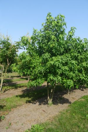 Liquidambar-styraciflua-meerstam-300-350