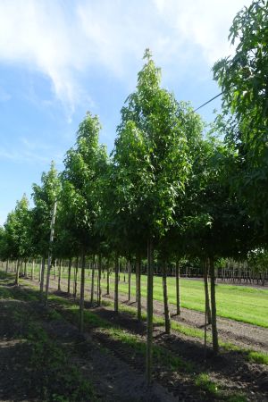 Liquidambar-s-Palo-Alto-ho-18-20-25