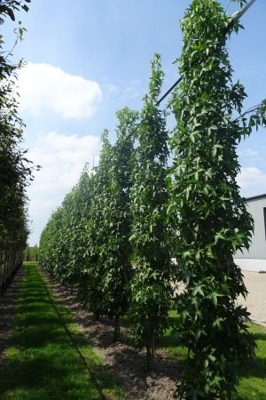 Liquidambar-s-Slender-Silloutte-geveerd-12-14-16-2