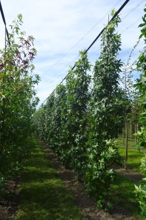 Liquidambar-s-Slender-Sihouette-geveerd-10-14