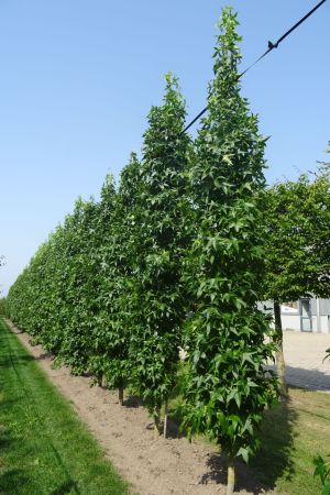 Liquidambar-s-Slender-Silhouette-geveerd