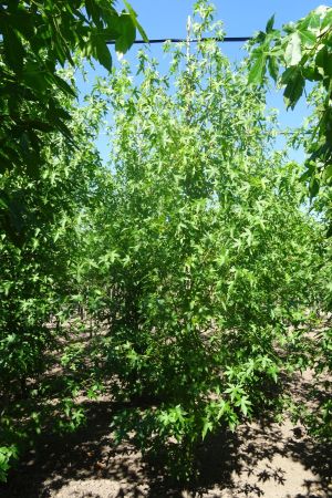 Liquidambar-s-Worplesdon-geveerd-14-16-18