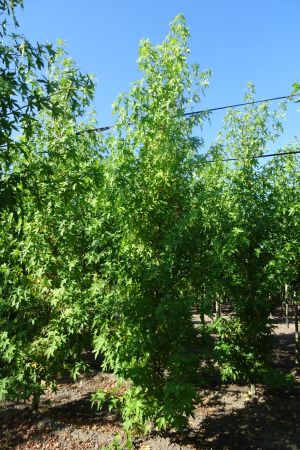 Liquidambar-s-Worplesdon-geveerd-16-18-20-2