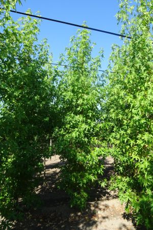 Liquidambar-s-Worplesdon-geveerd-16-18-20-3