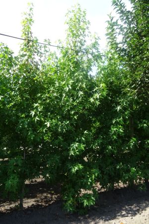 Liquidambar-s-Worplesdon-geveerd-16-18-20