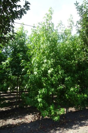 Liquidambar-s-Worplesdon-geveerd-18-20-25