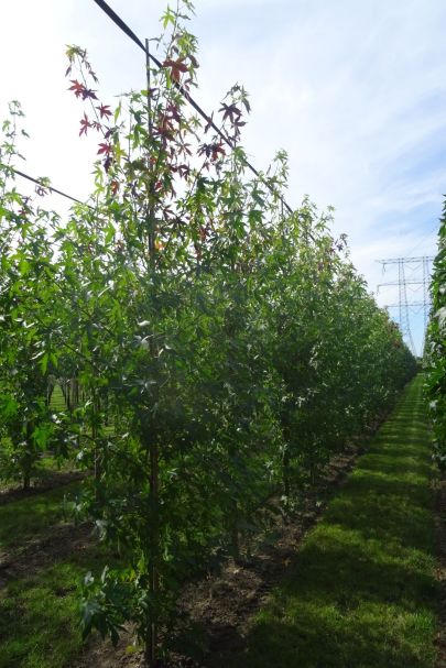 Liquidambar styraciflua 'Worplesdon' GEV