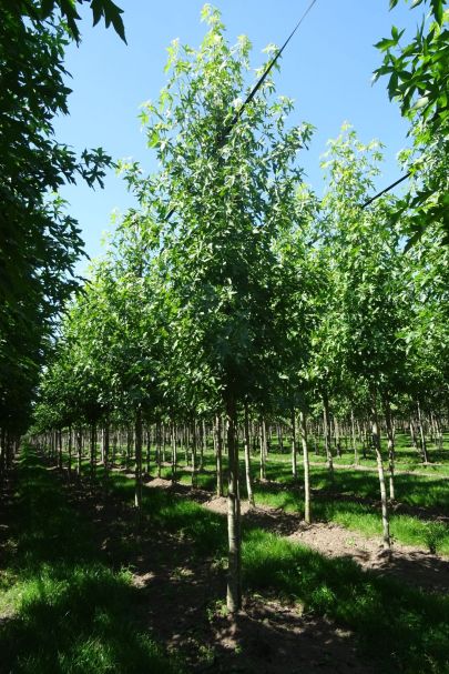 Liquidambar styraciflua 'Worplesdon' HO