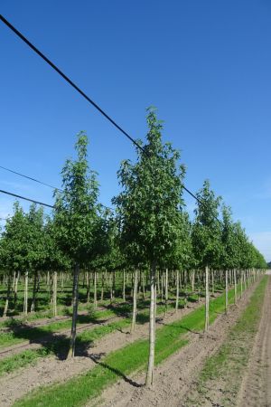 1_Liquidambar-s-Worplesdon-ho-16-20