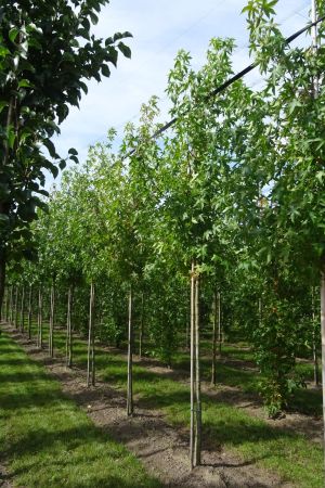 Liquidambar-s-Worplesdon-ho-12-16